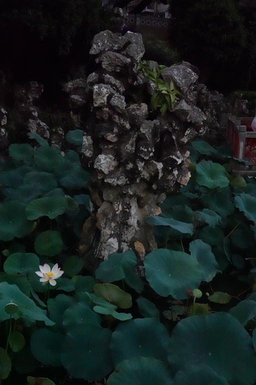 盧廉若公園的假山石。人民網(wǎng) 唐佳 攝