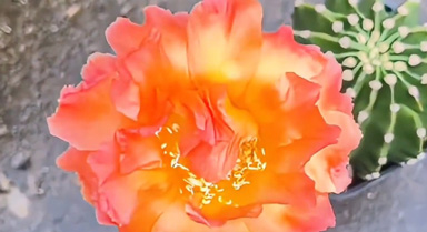 滿(mǎn)身是刺卻開(kāi)出最溫柔的花