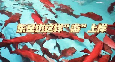 海之南丨東星斑這樣“游”上岸